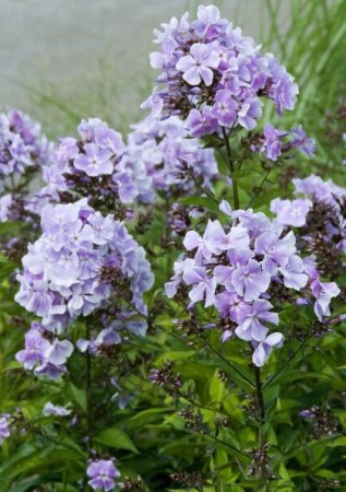 PHLOX paniculata Franz Schubert